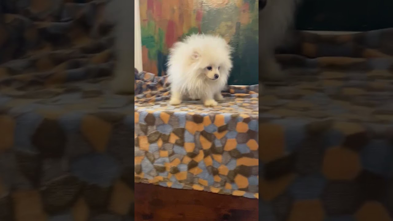 allevamento volpino di pomerania toy lombardia