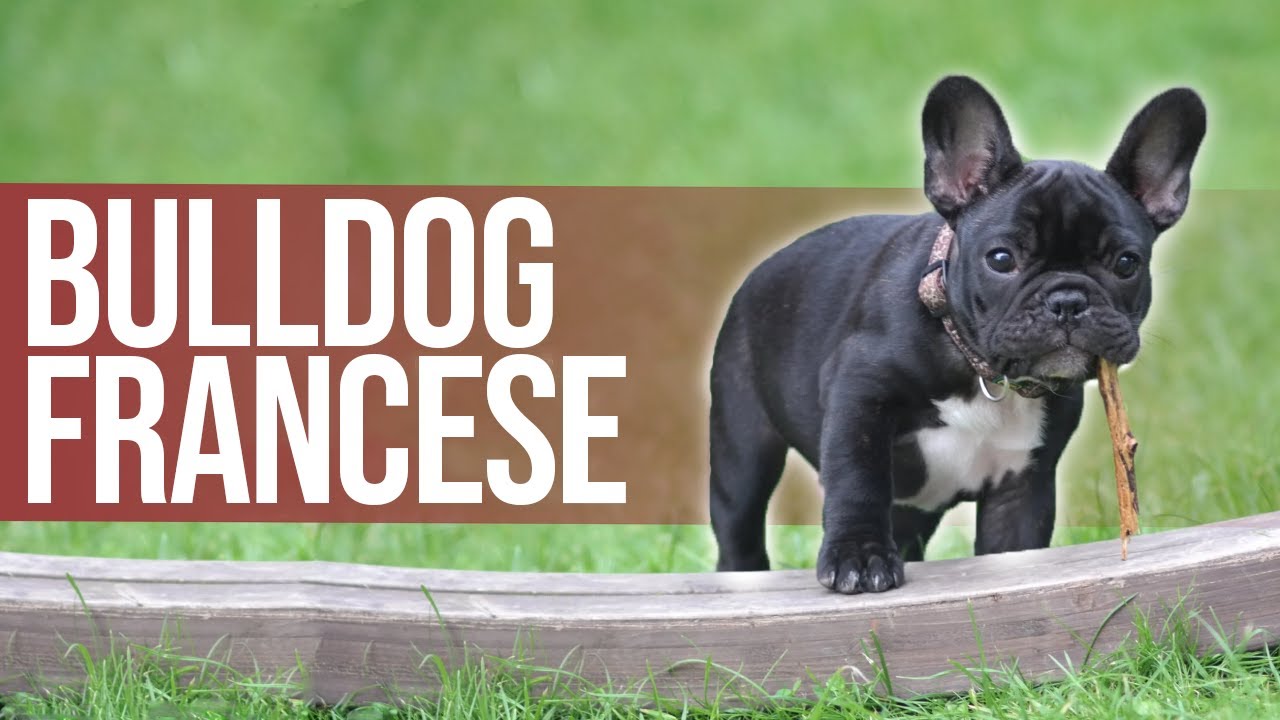 bulldog francese grigio occhi azzurri prezzo