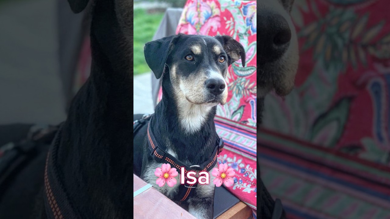 cani in stallo in attesa di adozione
