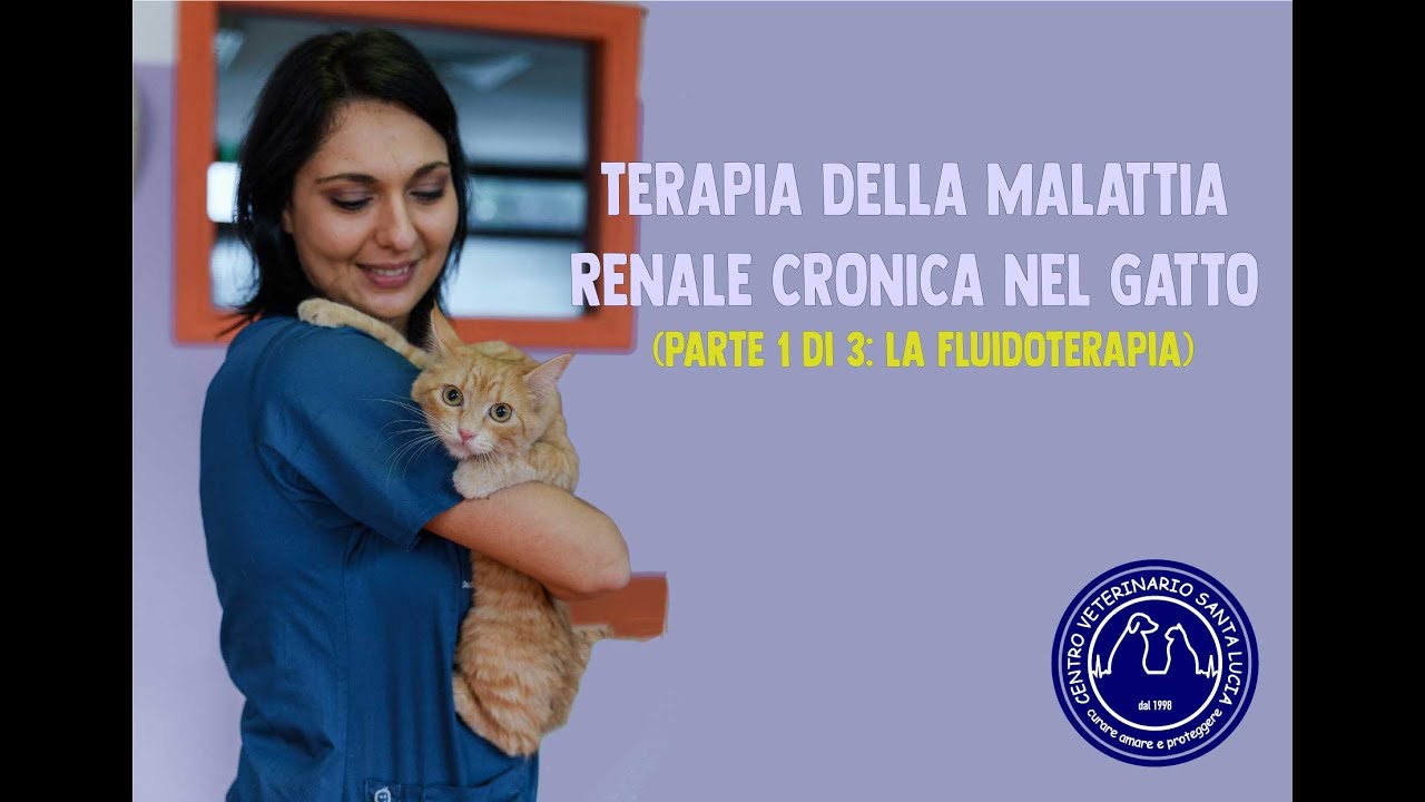 come abbassare la creatinina nel gatto