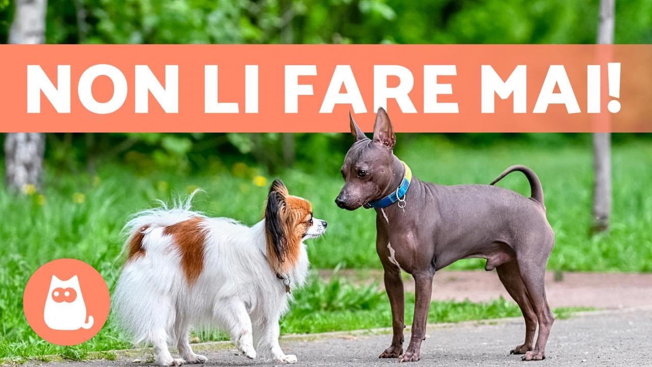 come capire se due cani vanno d'accordo