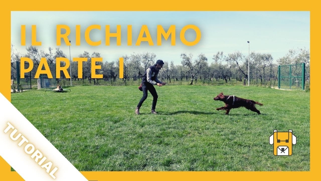 come insegnare il richiamo al cane