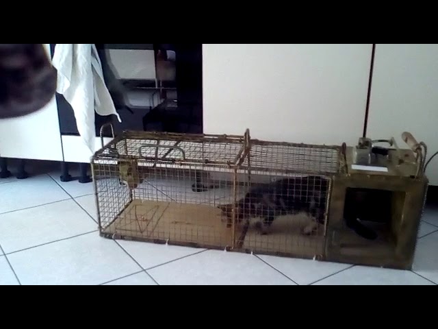 come proteggere i gatti dalle volpi