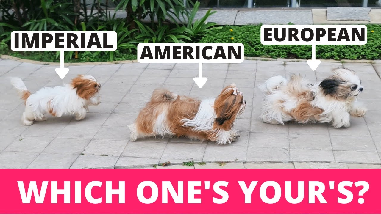 differenza tra shitzu e shih tzu imperiale