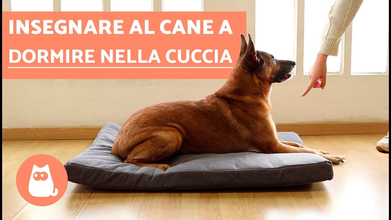 il cane tira fuori le coperte dalla cuccia
