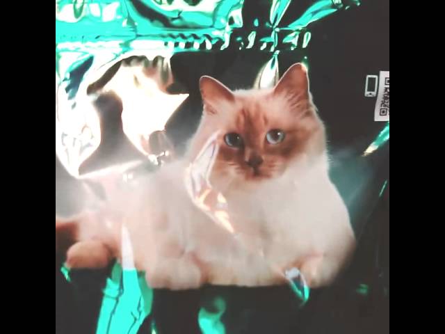 purina pro plan renal gatto umido