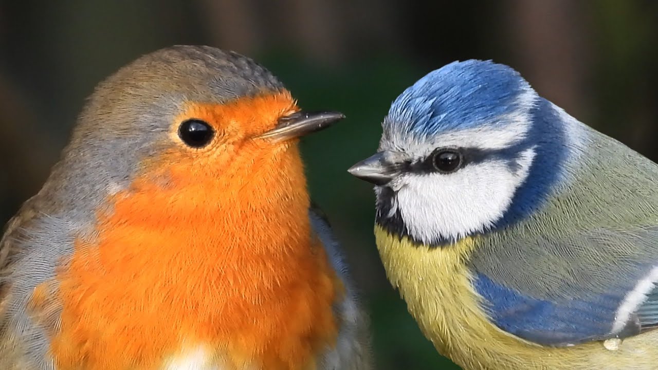 variopinto uccello che si nutre di pesci
