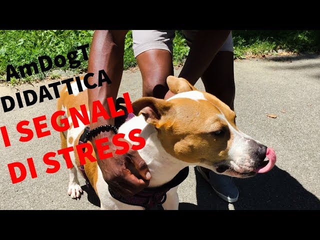 5 segni di disagio nel cane