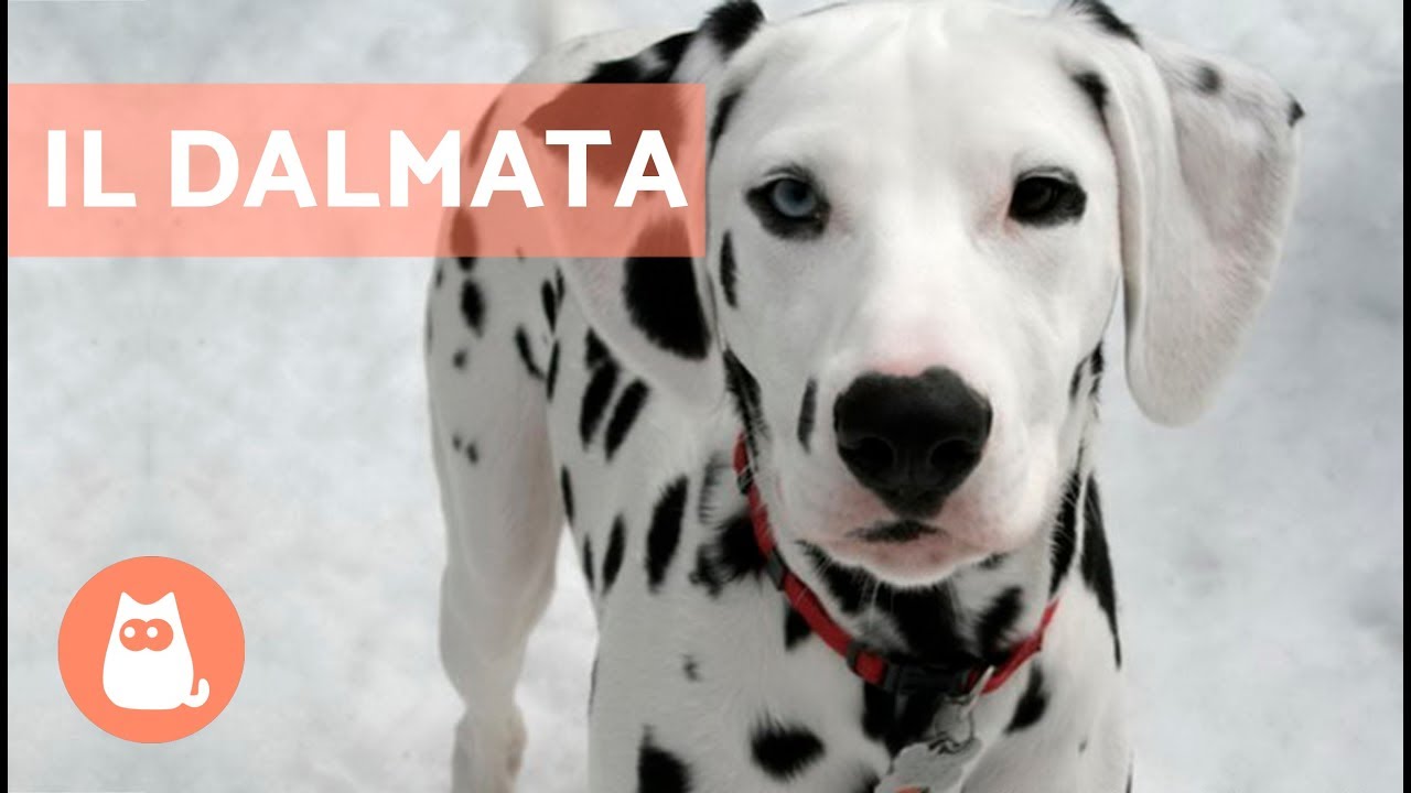 a che età si forma il carattere di un cane