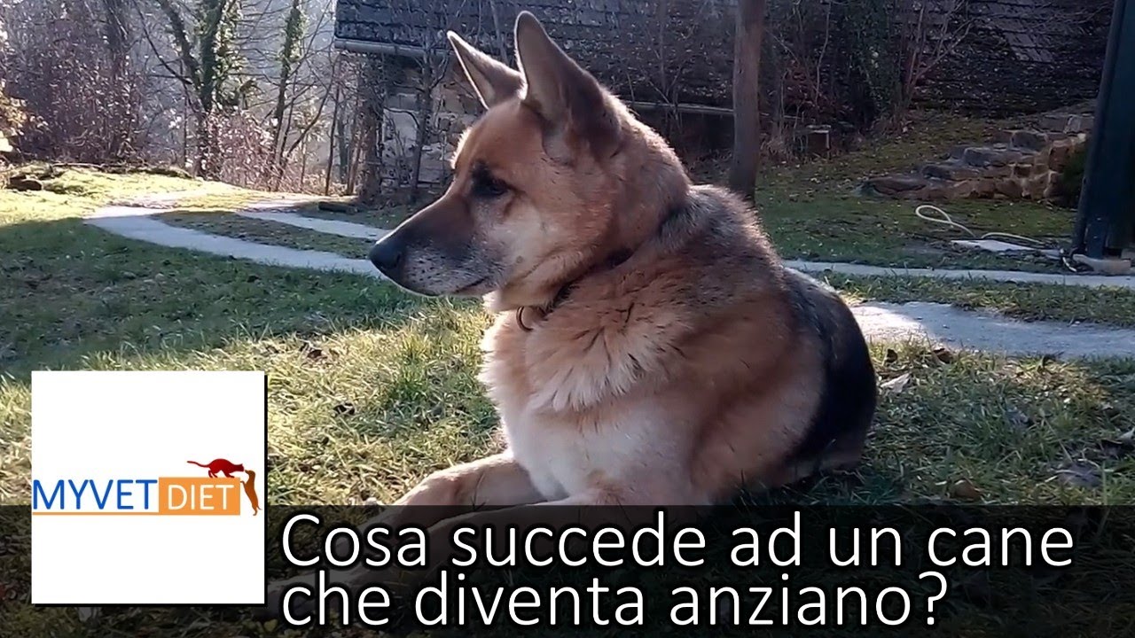 a che eta un cane diventa anziano