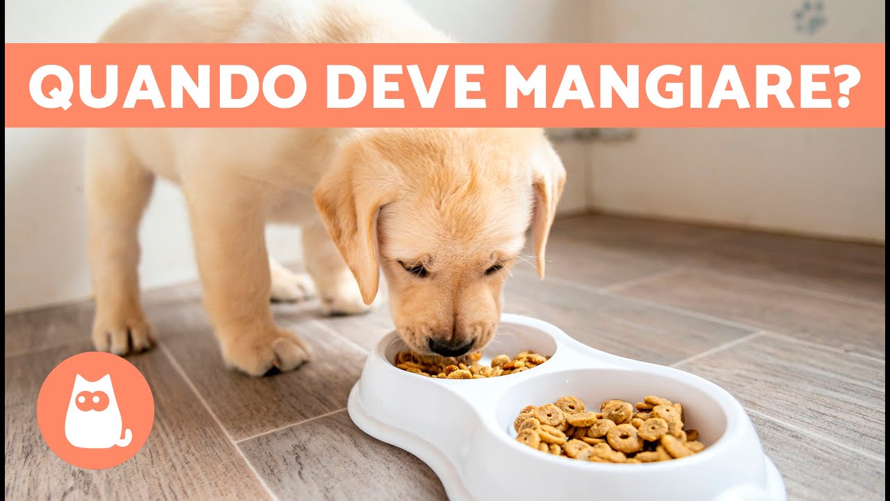 a che ora far mangiare il cane la sera