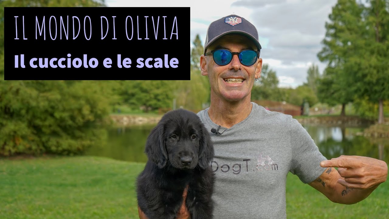 a quanti mesi un cucciolo può fare le scale