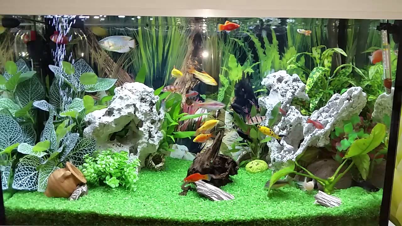acquario da 60 litri quanti pesci