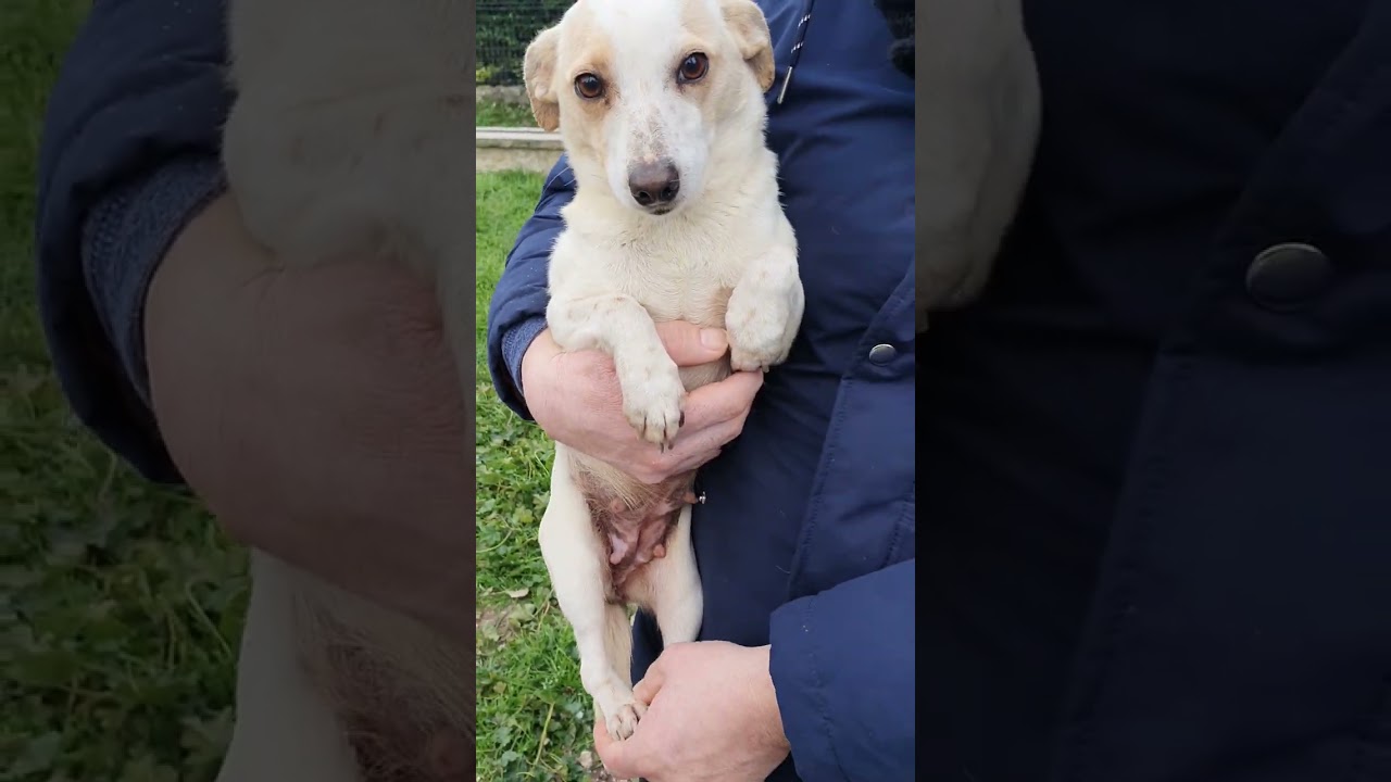 adozione cani di razza piccola taglia