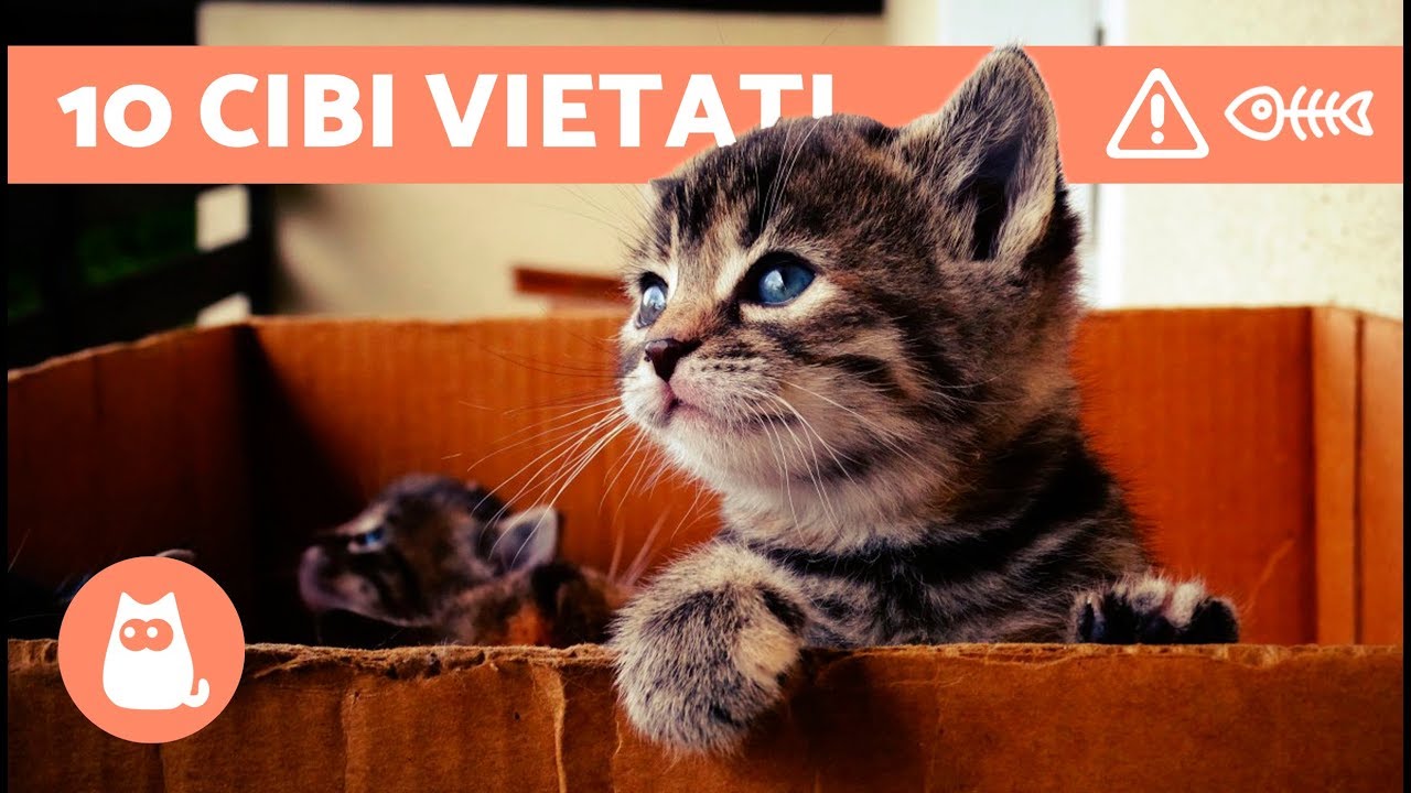alimenti che fanno bene ai gatti
