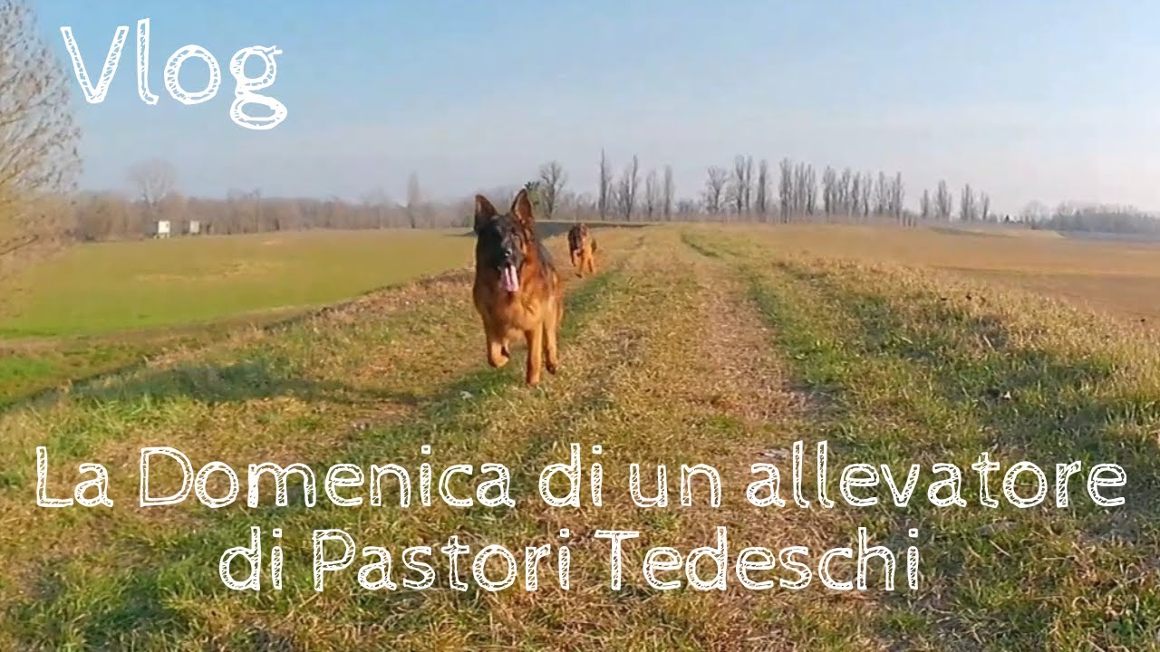 allevamento pastore tedesco nero pelo corto