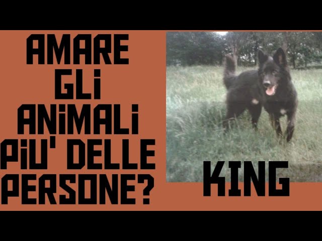 amare gli animali più delle persone psicologia