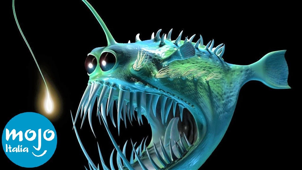 animali acquatici che vivono sul fondo