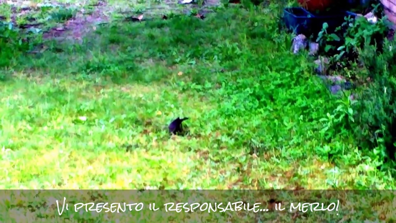 animali che fanno buchi nel terreno