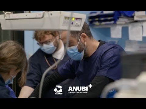 anubi - ospedale per animali da compagnia moncalieri recensioni
