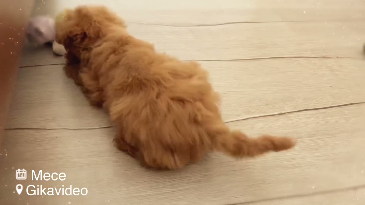 barboncino toy di 3 mesi peso