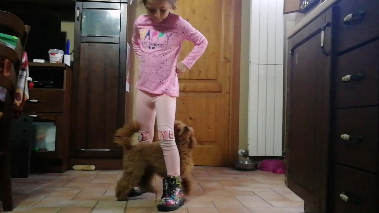 barboncino toy peso a 6 mesi