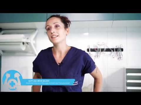 blocco intestinale coniglio nano cosa fare