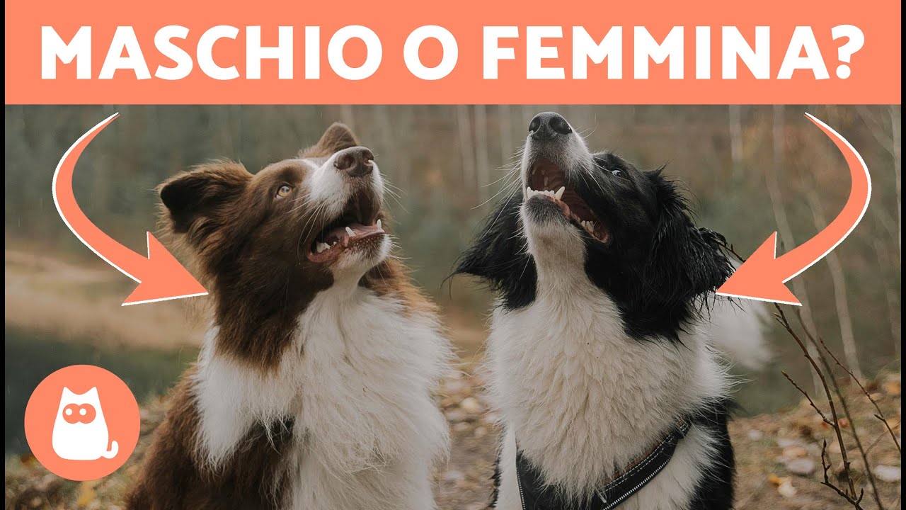 border collie femmina peso e altezza