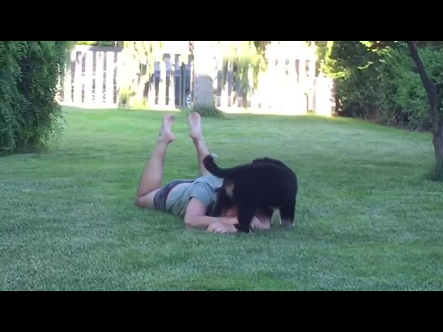 bovaro del bernese cucciolo 2 mesi