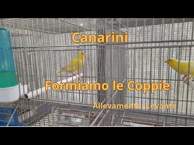 canarino meglio solo o in coppia