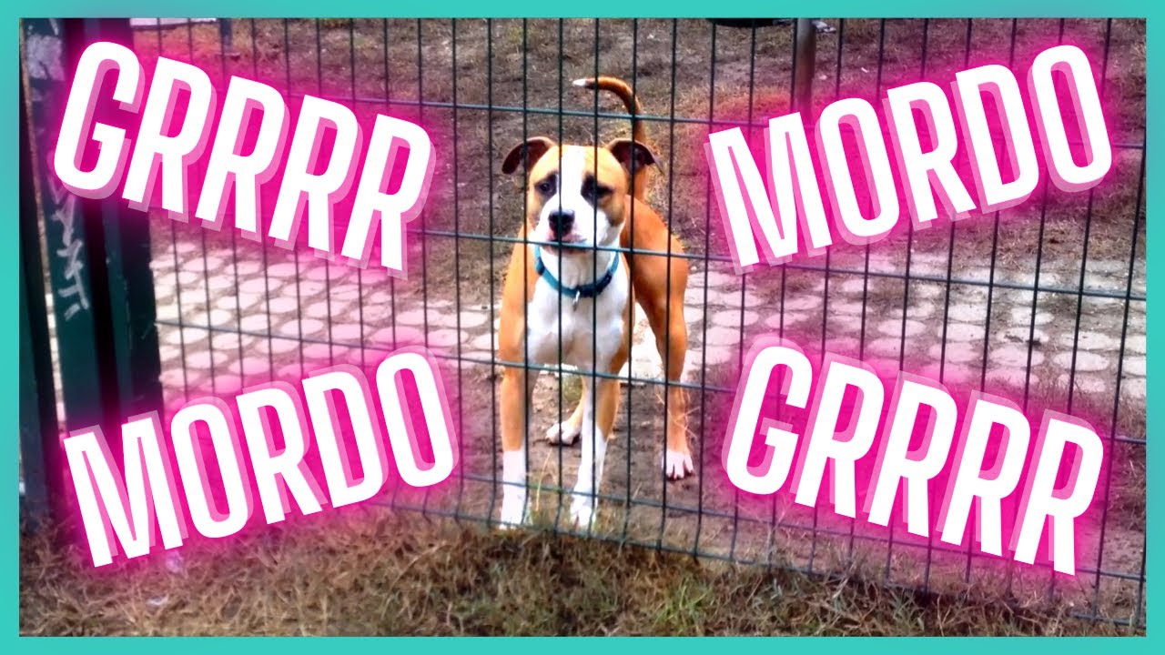 cane aggressivo con altri cani rimedi