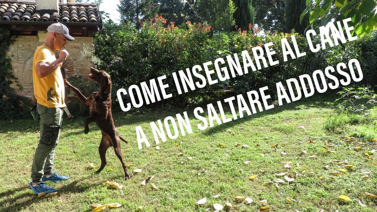 cane che salta addosso e morde i vestiti