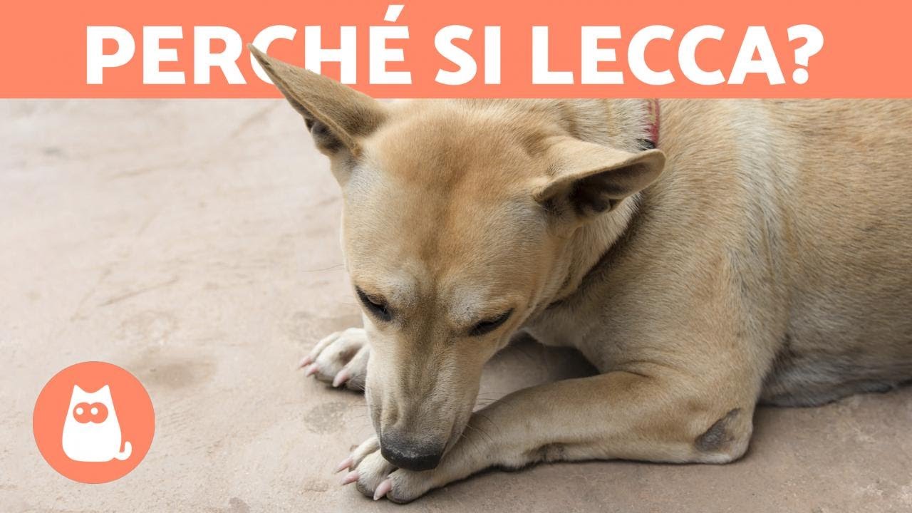 cane che si lecca l'ano rimedi naturali