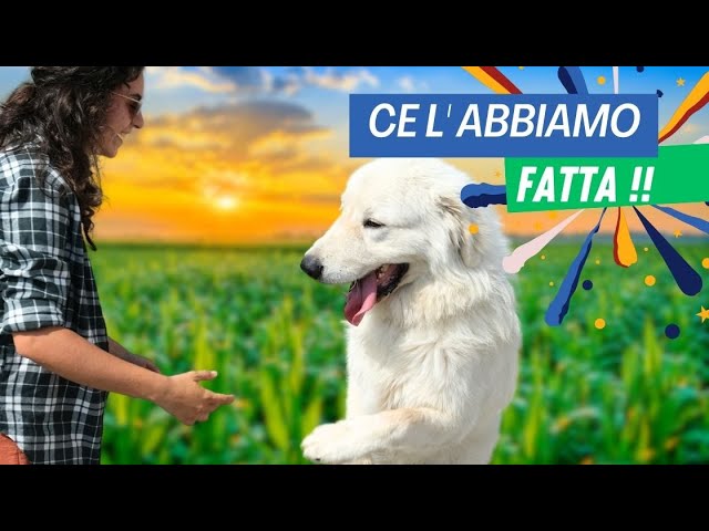 cane che tira al guinzaglio soluzioni