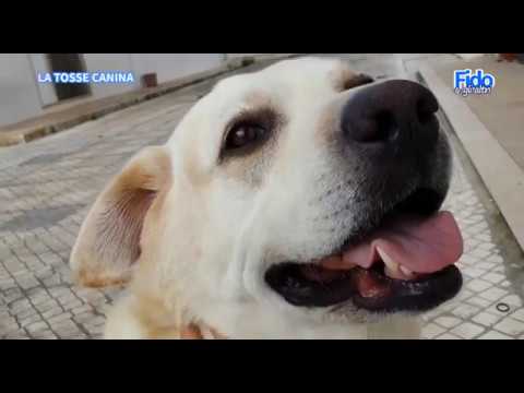 cane che tossisce come se avesse qualcosa in gola
