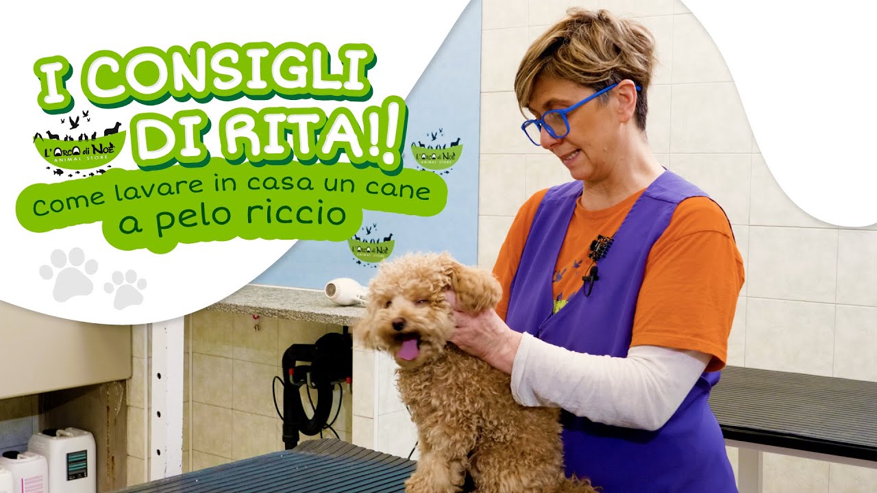 cane con pelo riccio taglia grande