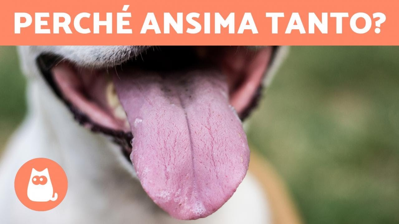 cane con respiro affannoso e rumoroso