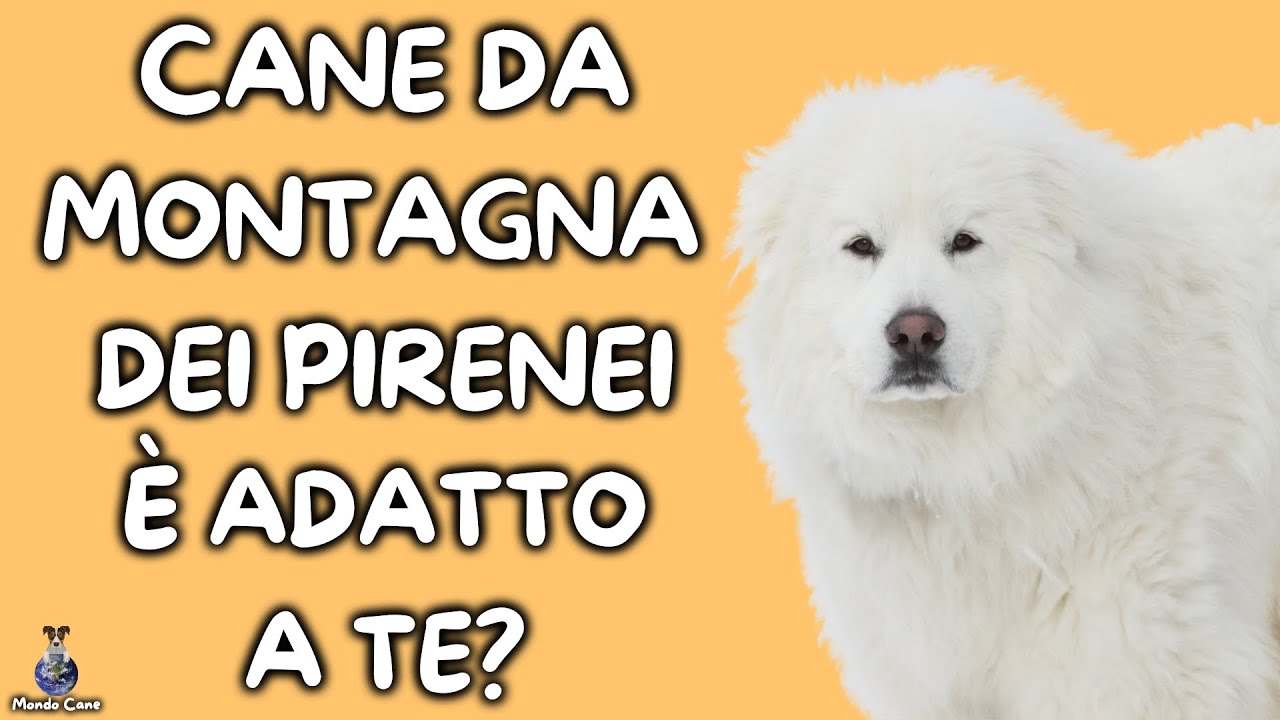 cane da montagna dei pirenei peso