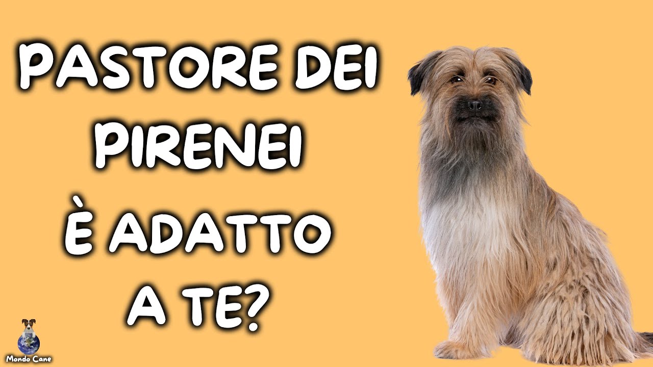 cane da pastore dei pirenei a pelo lungo