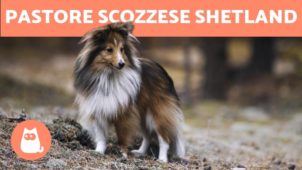 cane da pastore scozzese shetland temperamento