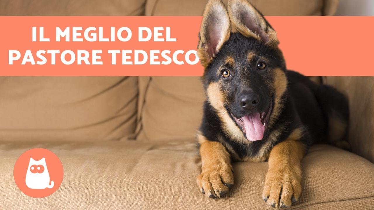 cane da pastore tedesco a pelo lungo