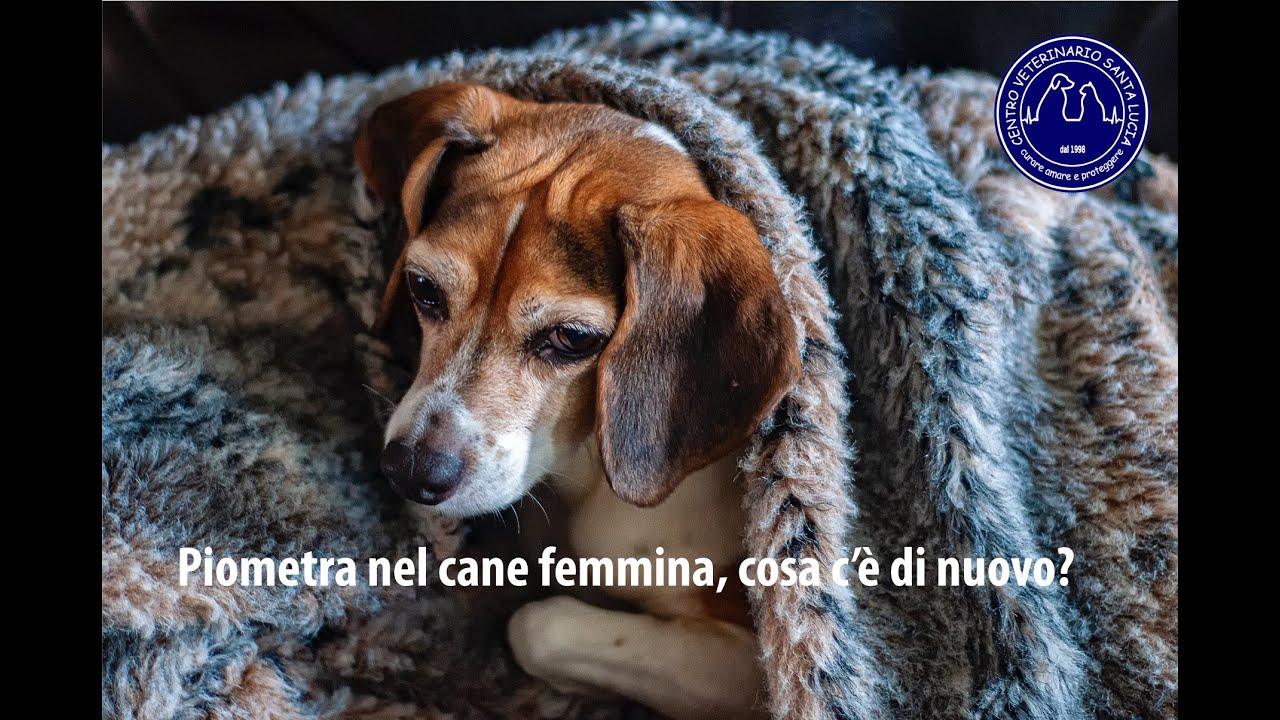 cane dopo operazione piometra non mangia