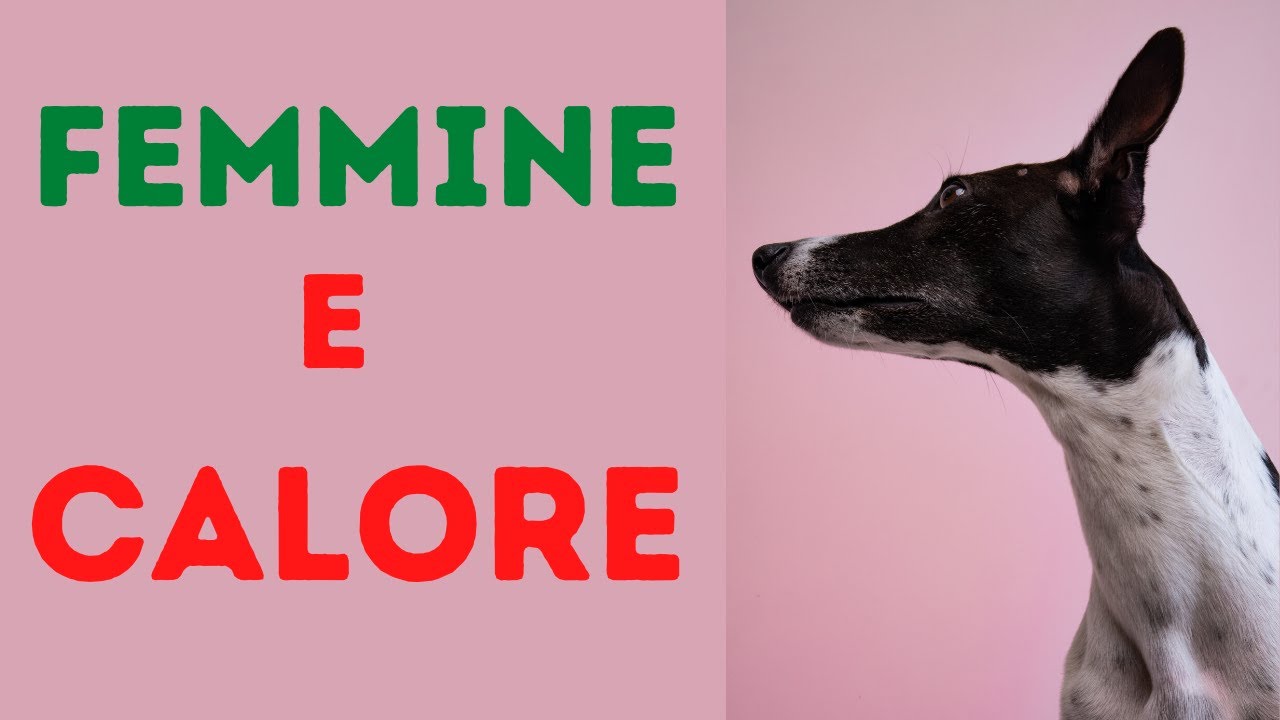 cane femmina in calore in casa
