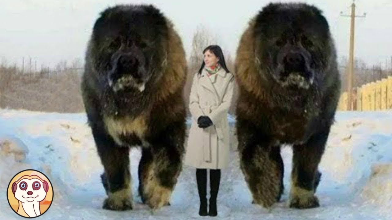cane grande peloso nero e marrone