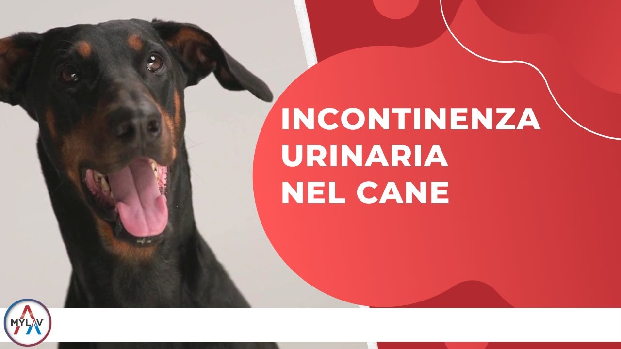 cane maschio perde gocce di pipì