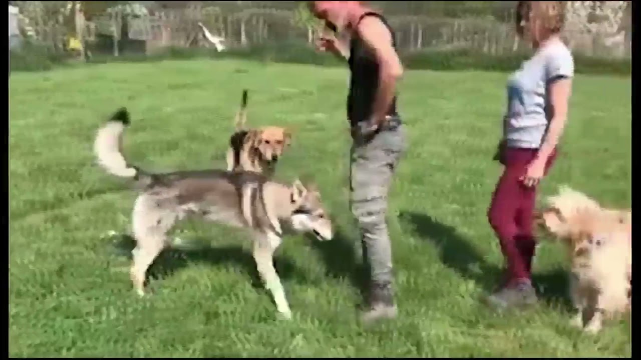 cane morso da un altro cane infezione