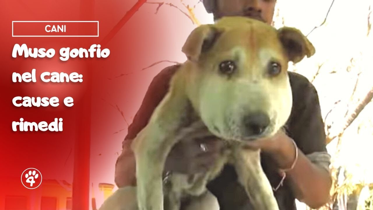 cane muso gonfio da un lato