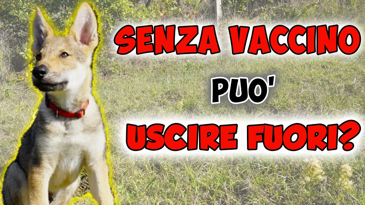cane non vaccinato rischi per l'uomo