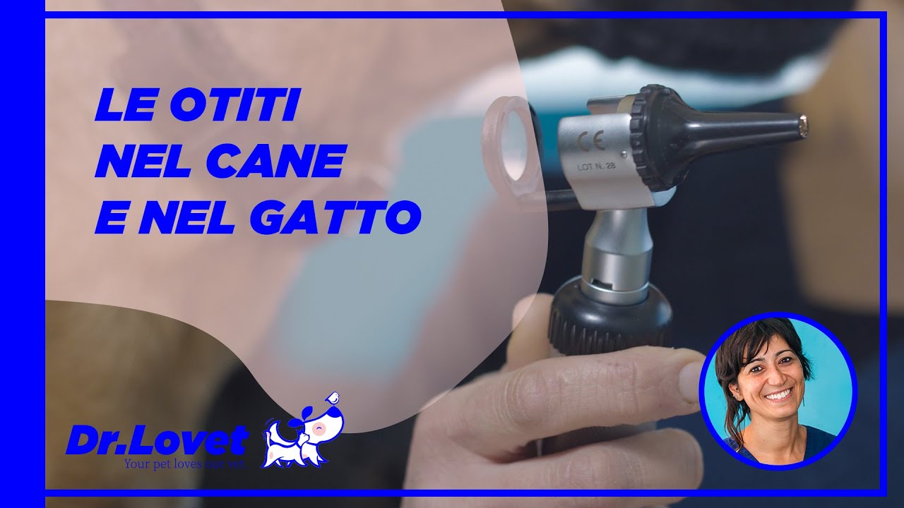 cane scuote la testa e si gratta