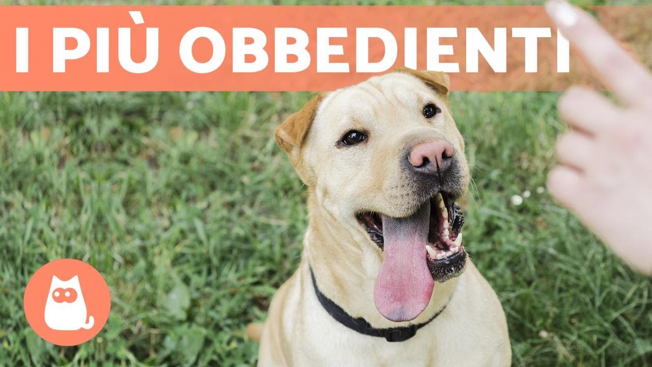 cani di grossa taglia a pelo corto